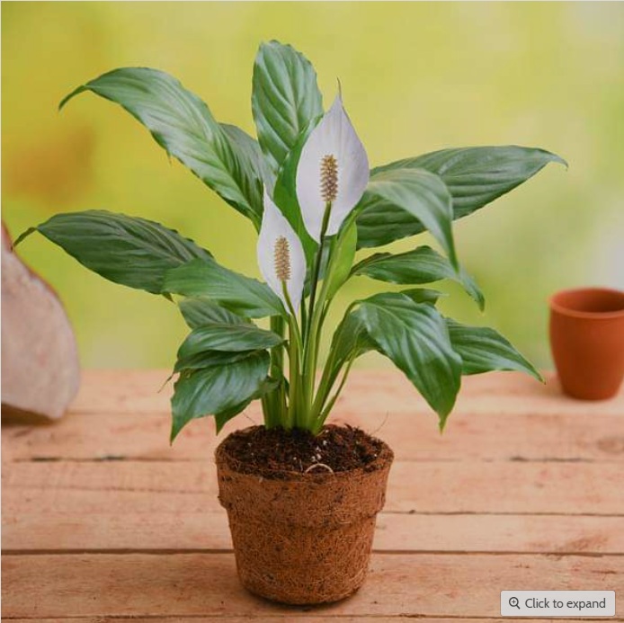 Peace Lily